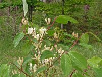 Lonicera xylosteum 36, Rode kamperfoelie, Saxifraga-Hans Grotenhuis