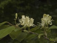Lonicera xylosteum 4, Rode kamperfoelie, Saxifraga-Jan van der Straaten