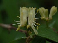 Lonicera xylosteum 6, Rode kamperfoelie, Saxifraga-Willem van Kruijsbergen