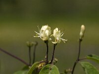 Lonicera xylosteum 7, Rode kamperfoelie, Saxifraga-Jan van der Straaten