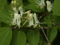 Lonicera xylosteum 8, Rode kamperfoelie, Saxifraga-Jan van der Straaten