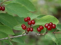 Lonicera xylosteum 9, Rode kamperfoelie, Saxifraga-Jan van der Straaten