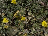 Lotononis lupinifolia 2, Saxifraga-Willem van Kruijsbergen
