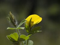 Lotus angustissimus 2, Saxifraga-Willem van Kruijsbergen