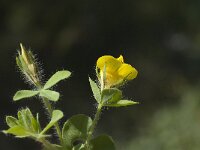 Lotus angustissimus 3, Saxifraga-Willem van Kruijsbergen