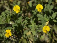 Lotus angustissimus 4, Saxifraga-Willem van Kruijsbergen