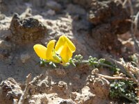 Lotus arinagensis 2, Saxifraga-Rutger Barendse