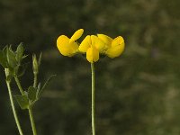Lotus corniculatus, Common Bird's-foot Trefoil
