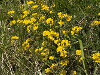 Lotus corniculatus 11, Gewone rolklaver, Saxifraga-Jan van der Straaten