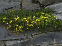 Lotus corniculatus 14, Gewone rolklaver, Saxifraga-Willem van Kruijsbergen