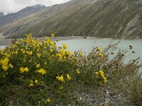 Lotus corniculatus 23, Gewone rolklaver, Saxifraga-Willem van Kruijsbergen