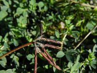 Lotus corniculatus 38, Gewone rolklaver, Saxifraga-Rutger Barendse