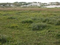 Lotus corniculatus 40, Gewone rolklaver, Saxifraga-Hans Boll