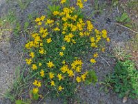 Lotus corniculatus 47, Gewone rolklaver, Saxifraga-Ab H Baas