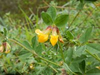 Lotus corniculatus 55, Gewone rolklaver, Saxifraga-Peter Meininger