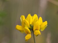 Common Bird's-foot Trefoil (Lotus corniculatus); close-up  Common Bird's-foot Trefoil (Lotus corniculatus); close-up : flowers, spring, springtime, growth, Common Bird's-foot Trefoil, Bird's-foot Trefoil, Lotus corniculatus, close-up, closeup, macro, flower, flora, floral, nature, natural, outside, outdoor, no people, nobody, yellow, summer, summertime, eggs and bacon, birdsfoot deervetch