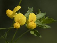 Lotus corniculatus 58, Gewone rolklaver, Saxifraga-Willem van Kruijsbergen
