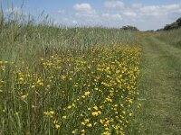 Lotus corniculatus 59, Gewone rolklaver, Saxifraga-Willem van Kruijsbergen