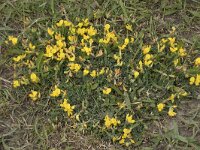 Lotus corniculatus 60, Gewone rolklaver, Saxifraga-Willem van Kruijsbergen
