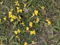 Lotus corniculatus 61, Gewone rolklaver, Saxifraga-Willem van Kruijsbergen