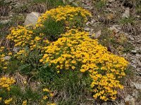 Lotus corniculatus 63, Gewone rolklaver, Saxifraga-Harry Jans