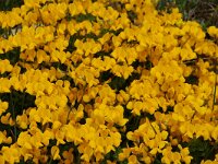 Lotus corniculatus 64, Gewone rolklaver, Saxifraga-Harry Jans