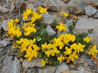 Lotus corniculatus 65, Gewone rolklaver, Saxifraga-Harry Jans