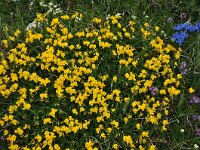 Lotus corniculatus 66, Gewone rolklaver, Saxifraga-Harry Jans