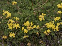 Lotus corniculatus 73, Gewone rolklaver, Saxifraga-Willem van Kruijsbergen