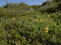 Lotus corniculatus 74, Gewone rolklaver, Saxifraga-Willem van Kruijsbergen