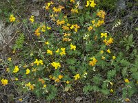 Lotus corniculatus 9, Gewone rolklaver, Saxifraga-Willem van Kruijsbergen