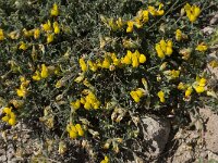 Lotus corniculatus ssp corniculatus 27, Gewone rolklaver, Saxifraga-Willem van Kruijsbergen
