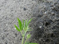 Lotus corniculatus ssp tenuis 35, Saxifraga-Rutger Barendse
