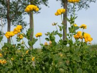 Lotus corniculatus var sativus 48, Rechte rolklaver, Saxifraga-Ed Stikvoort