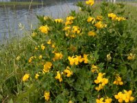 Lotus corniculatus var sativus 49, Rechte rolklaver, Saxifraga-Ed Stikvoort