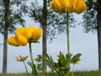 Lotus corniculatus var sativus 51, Rechte rolklaver, Saxifraga-Ed Stikvoort