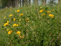 Lotus corniculatus var sativus 52, Rechte rolklaver, Saxifraga-Ed Stikvoort