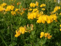 Lotus corniculatus var sativus 53, Rechte rolklaver, Saxifraga-Ed Stikvoort
