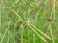 Lotus corniculatus ssp tenuis 32, Saxifraga-Rutger Barendse