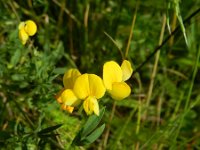 Lotus corniculatus ssp tenuis 34, Saxifraga-Rutger Barendse