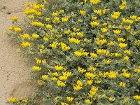 Lotus creticus 14, Saxifraga-Jan van der Straaten