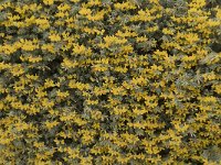 Lotus creticus 17, Saxifraga-Jan van der Straaten