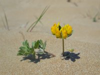 Lotus creticus 39, Saxifraga-Ed Stikvoort