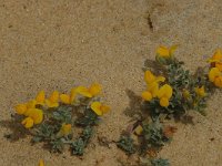 Lotus creticus 5, Saxifraga-Jan van der Straaten