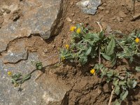 Lotus creticus 9, Saxifraga-Willem van Kruijsbergen