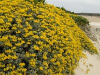 Lotus creticus 11, Saxifraga-Jan van der Straaten