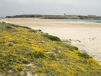 Lotus creticus 12, Saxifraga-Jan van der Straaten