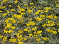 Lotus creticus 13, Saxifraga-Jan van der Straaten