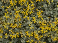 Lotus creticus 16, Saxifraga-Jan van der Straaten