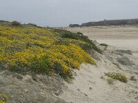 Lotus creticus 19, Saxifraga-Willem van Kruijsbergen